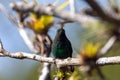 White-tailed emerald hummingbird, Microchera chionura, on a branch Royalty Free Stock Photo