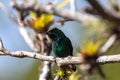 White-tailed emerald hummingbird, Microchera chionura, on a branch Royalty Free Stock Photo