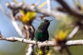 White-tailed emerald hummingbird, Microchera chionura, on a branch Royalty Free Stock Photo