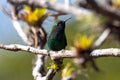 White-tailed emerald hummingbird, Microchera chionura, on a branch Royalty Free Stock Photo