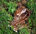 White-tailed Fawn