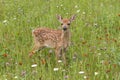 White Tailed Fawn Chest Deep in Wildflowers Royalty Free Stock Photo