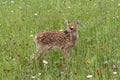 White tailed Deer Fawn Standing in a Meadow of Wildflowers Royalty Free Stock Photo