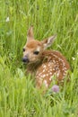 White Tailed Fawn Curled up Lush Meadow Royalty Free Stock Photo