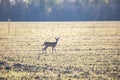 White-Tailed Fawn Royalty Free Stock Photo