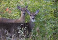White-tailed fawn and doe standing in the forest in Ottawa, Canada Royalty Free Stock Photo