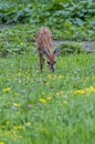 White-tailed fawn eating in field of wildflowers Royalty Free Stock Photo