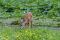 White-tailed fawn in field of wildflowers Royalty Free Stock Photo
