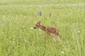 White Tailed Fawn in Lush Meadow Royalty Free Stock Photo