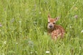 White Tailed Fawn Curled up in a Meadow of Wildflowers Royalty Free Stock Photo