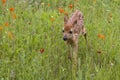 White tailed Fawn in Orange Wildflowers Close up Royalty Free Stock Photo