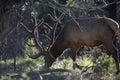 White-tailed fawn. Roe deer, capreolus. Wild animal wildlife buck.