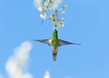 Hummingbird in a classic pose feeding on white flowers in the blue sky