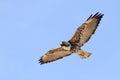 White-tailed Hawk in Flight- Texas Royalty Free Stock Photo