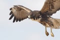 White-tailed Hawk - Texas Royalty Free Stock Photo