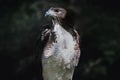 White-tailed Hawk - Bird of Prey Royalty Free Stock Photo