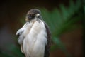 White-tailed Hawk - Bird of Prey Royalty Free Stock Photo