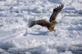 A white-tailed hawk spreads its wings. It catches a fish with its claws. Royalty Free Stock Photo