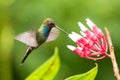 White-tailed hillstar hovering next to white and red flower, garden, tropical forest, Colombia, bird on colorful clear background