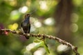 White-tailed hillstar sitting on branch, hummingbird from tropical rainforest,Brazil,bird perching,tiny beautiful bird