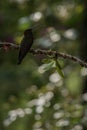 White-tailed hillstar sitting on branch, hummingbird from tropical rainforest,Brazil,bird perching,tiny beautiful bird