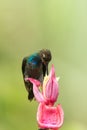 White-tailed Hillstar sitting and drinking nectar from favourite red flower. Animal behaviour. Colombia