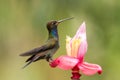 White-tailed Hillstar sitting and drinking nectar from favourite red flower. Animal behaviour. Colombia