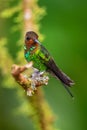 White-tailed Hillstar - Urochroa bougueri