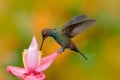 White-tailed Hillstar, Urochroa bougueri, hummingbird in flight on the ping flower, gren and yellow background, Montezuma, Colombi Royalty Free Stock Photo