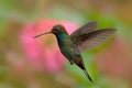 White-tailed Hillstar, Urochroa bougueri, hummingbird in flight before ping flower, Montezuma, Colombia