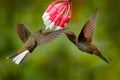 White-tailed Hillstar, Urochroa bougueri, two hummingbirds in flight by the ping flower, green and yellow background, two feeding