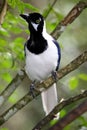 White Tailed Jay Bird Royalty Free Stock Photo