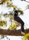 White-tailed Jay bird Royalty Free Stock Photo