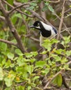 White-tailed Jay bird close-up Royalty Free Stock Photo