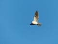 A White-Tailed Kite Bird in Flight