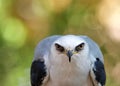 White Tailed Kite crouched down looking directly at viewer