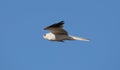 White-tailed Kite - Elanus leucurus, Adult. Hayward, California, USA Royalty Free Stock Photo