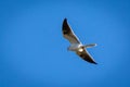 White-tailed Kite flying in a blue sky Royalty Free Stock Photo