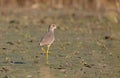 White-tailed Lapwing Royalty Free Stock Photo