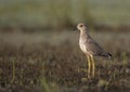 White tailed lapwing in morning Royalty Free Stock Photo