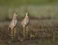 White tailed lapwing in morning Royalty Free Stock Photo
