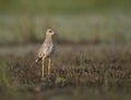 White tailed lapwing in morning Royalty Free Stock Photo