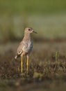 White tailed lapwing in morning Royalty Free Stock Photo