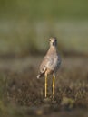 White tailed lapwing in morning Royalty Free Stock Photo