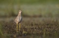 White tailed lapwing in morning Royalty Free Stock Photo