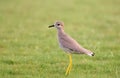 White tailed lapwing Royalty Free Stock Photo