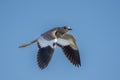A white-tailed lapwing or white-tailed plover (Vanellus leucurus) in flight Royalty Free Stock Photo