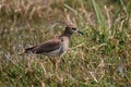 White-tailed lapwing Royalty Free Stock Photo