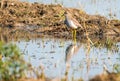 White tailed lapwing, Sultanpur park Royalty Free Stock Photo