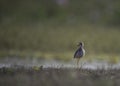 The White-tailed lapwing Vanellus leucurus Royalty Free Stock Photo